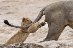 sarah-skinner-grab-life-by_lion-cubs_2019-11-13.jpg