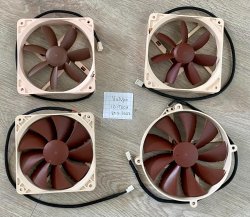 noctua.jpg