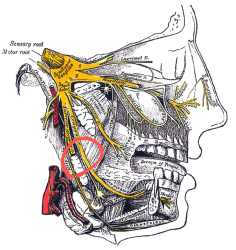 600px-Gray778_Trigeminal (1).png