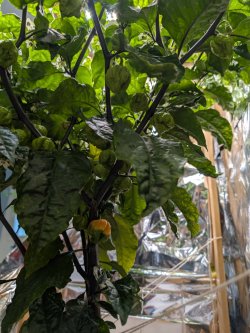 PXL_20250706_073313618.RAW-01.COVER.jpg