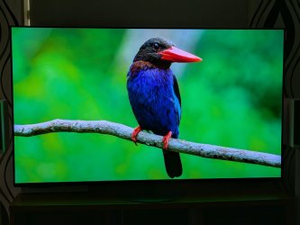 kolibri.jpg
