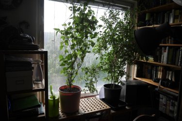 _1300350.JPG