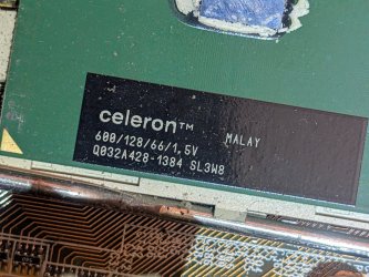 celeroni.jpg