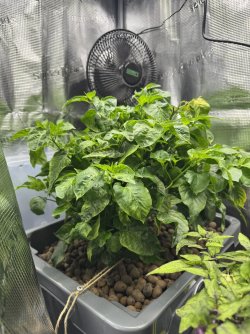 Zebrange 18.1.26.JPEG