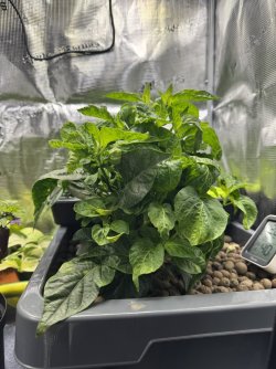 Sugar Rush Stripey 18.1.26.JPEG