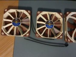 noctua1.jpg