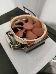 noctua2.jpg