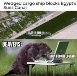 beavers.jpg