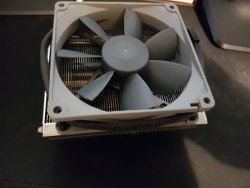 noctua cooleri.jpg