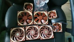 noctua.jpg