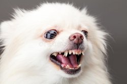 white-pomeranian-dog-barking-over-black-background-37547637.jpg