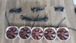 noctua2.jpg