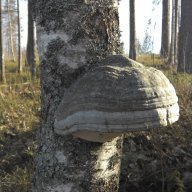 Kääpä