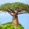 baobabtree