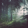 Fen