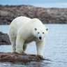 polarbear62
