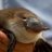 Platypus