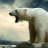 Polarbear